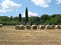 Clicca per vedere l'immagine ingrandita